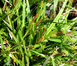 Carex viridula ssp oedocarpa